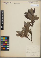 Foto von Salix lapponum L. x Salix silesiaca Willd.